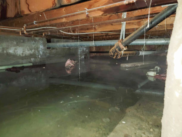 Best Local water damage restoration  in Plainwell, MI